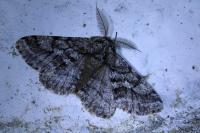 Lycia hirtaria