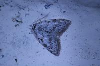 Nola confusalis