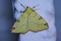 Opisthograptis luteolata