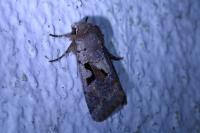Orthosia gothica