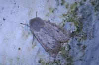 Orthosia gracilis
