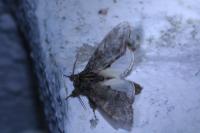 Peridea anceps
