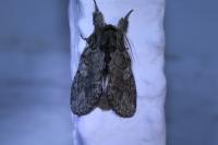 Peridea anceps