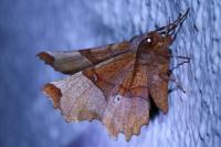 Selenia lunularia