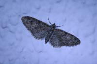 Eupithecia abbreviata
