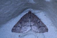 Aleucis distinctata