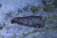 Alsophila aescularia