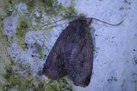 Conistra ligula