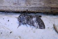 Drymonia ruficornis