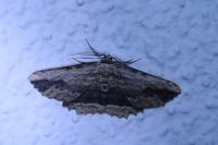 Menophra abruptaria