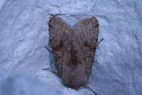 Orthosia incerta