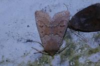 Orthosia miniosa