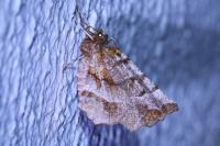 Selenia dentaria