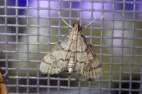 Metasia cuencalis bourgognei