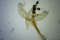 Metasia cuencalis bourgognei