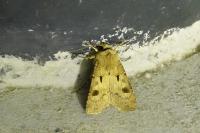 Agrotis exclamationis exclamationis