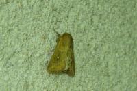 Mythimna albipuncta
