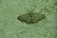 Hypomecis punctinalis