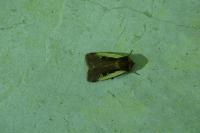 Ochropleura plecta