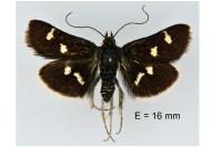 Eurrhypis guttulalis