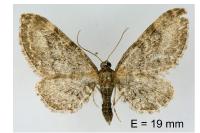 Eupithecia vulgata