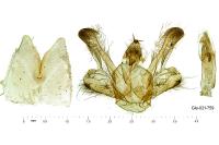 Macaria signaria