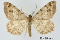 Macaria signaria