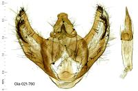 Fagivorina arenaria