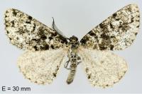 Fagivorina arenaria
