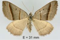 Scotopteryx luridata