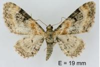 Eupithecia linariata