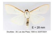 Palpita vitrealis