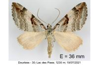 Aplocera praeformata
