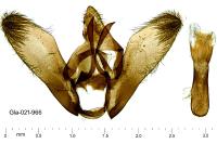 Idaea aureolaria