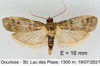 Vitula biviella