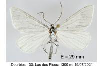 Gypsochroa renitidata