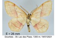 Rhodostrophia vibicaria