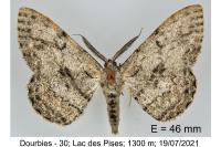 Hypomecis roboraria