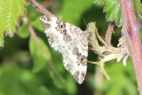 Epirrhoe alternata