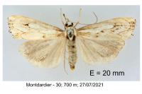 Catoptria falsella