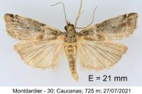 Acrobasis sodalella