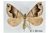 Scotopteryx moeniata