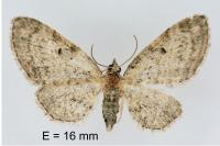 Eupithecia tenuiata