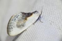 Cilix glaucata