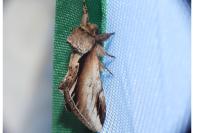 Pheosia gnoma