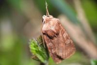 Cerastis leucographa