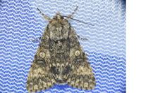 Acronicta megacephala