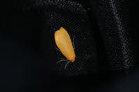 Wittia sororcula