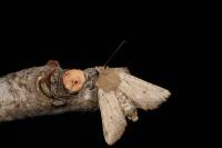 Spudaea ruticilla