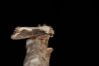 Egira conspicillaris